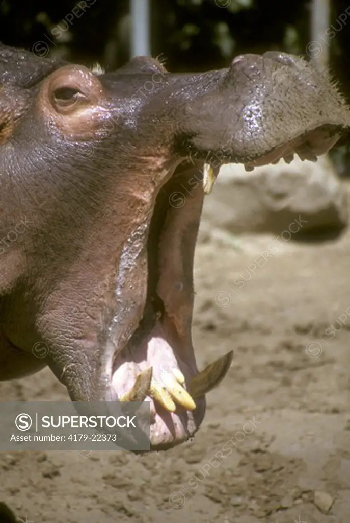 Hippopotamus Yawning Denver Zoo - captive