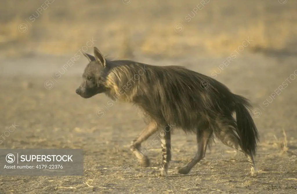 Brown Hyena (Hyaena brunnea) Kalahari Gemsbok NP/RSA