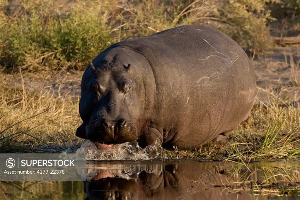 Hippopotamus (Hippopotamus amphibius) at waters edge
