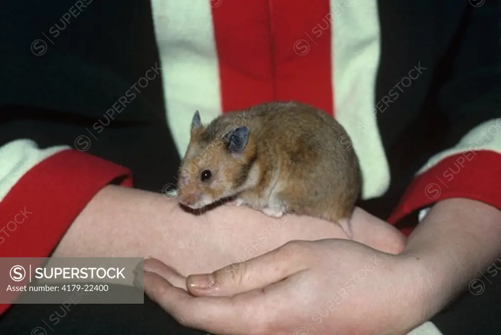 Pet Hamster on human Hands