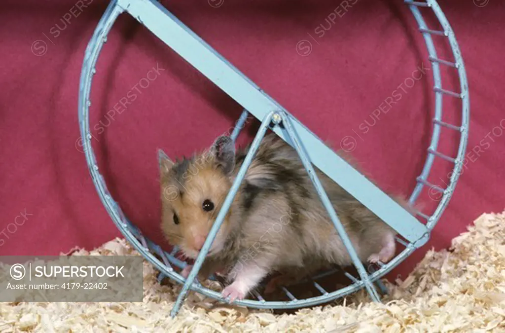 Hamster in Wheel