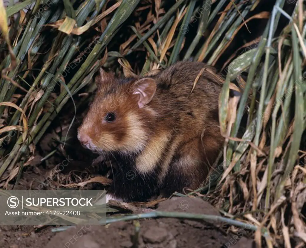 European Hamster in Grain Field (Cricetus cricetus), Germany