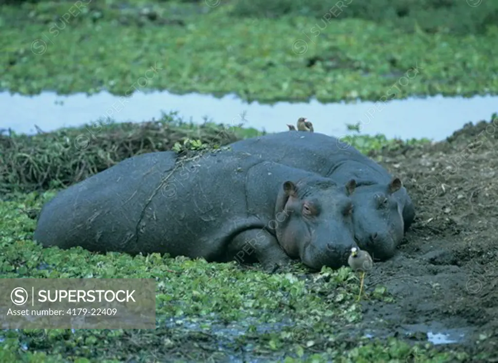 Two Hippos in a Pool with aquatic Plants, Maasai Mara, Kenya (Hippopotamus amphibius) water