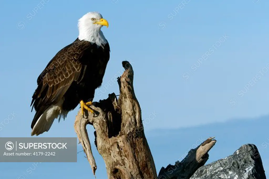 Bald Eagle (Haliaeetus leucocephalus) Perched on snag Homer Alaska