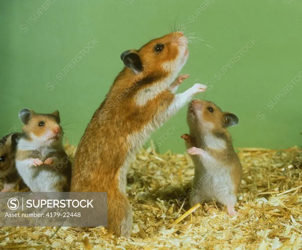 Hamster      Mother & Young (Mesocricetus auratus)