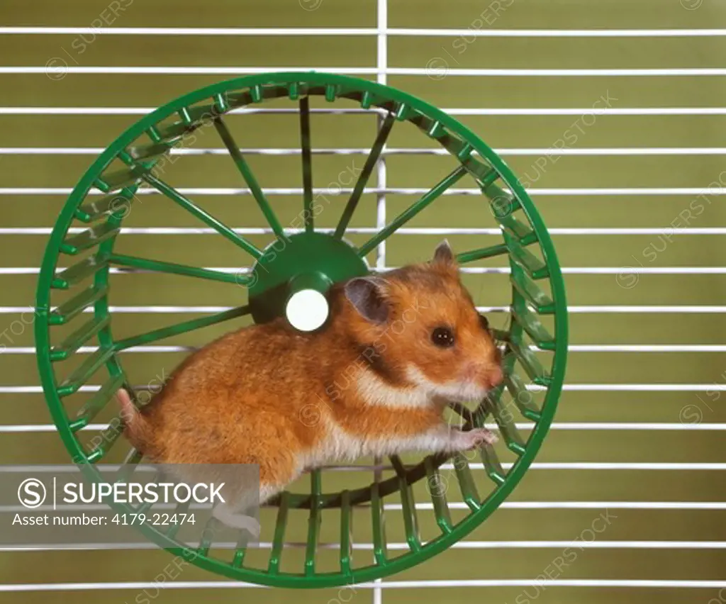 Hamster in Wheel (Mesocricetus auratus)