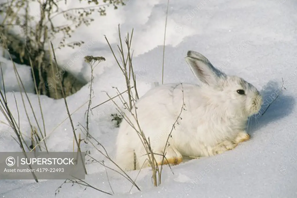 Snowshoe Hare (Lepus americanus) Winter Pelage o. America/MT, Montana
