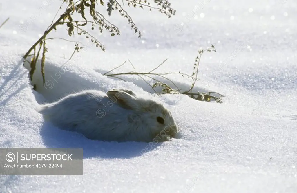 Snowshoe Hare (Lepus americanus) - Winter Pelage o. America/MT