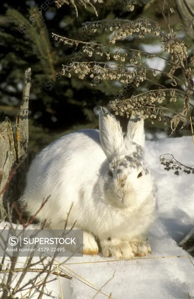 Hare, Snowshoe (Lepus americanus) MT, No. Am. North Winter Pelage