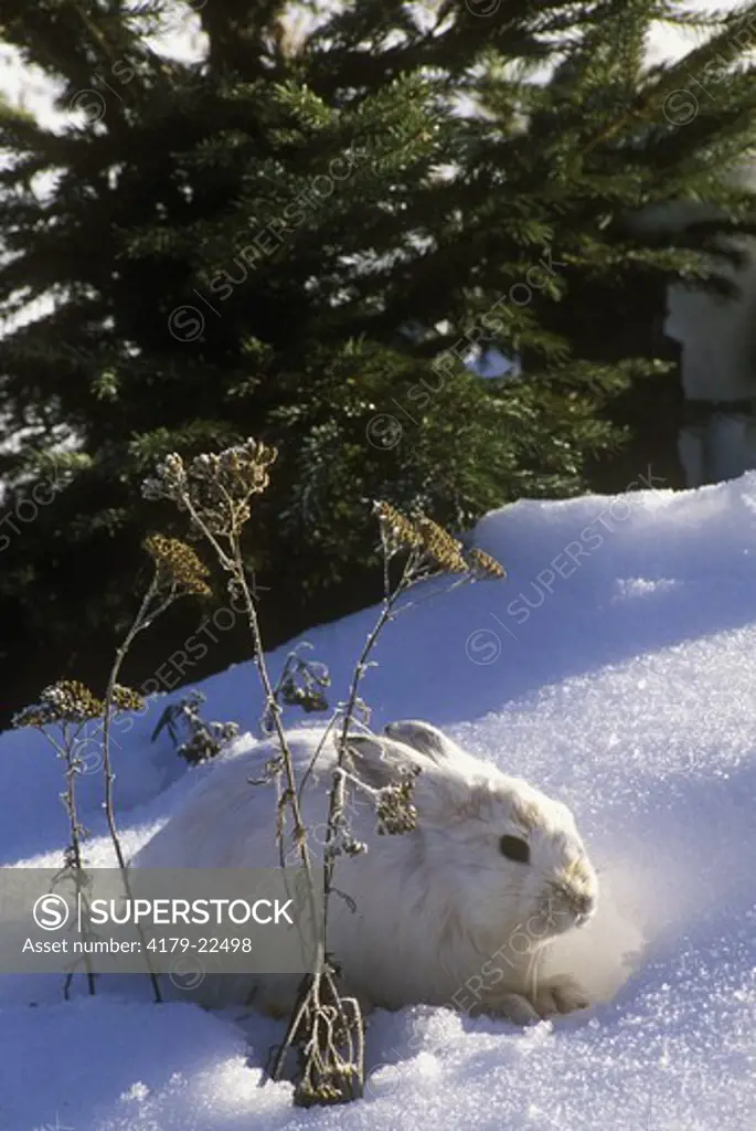 Snowshoe Hare (Lepus americanus), Montana