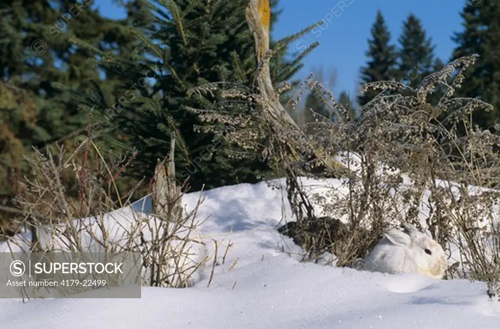 Snowshoe Hare in winter (Lepus americanus) Montana, Protective Coloration