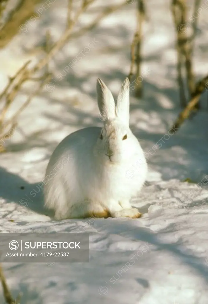 Snowshoe Hare in Winter