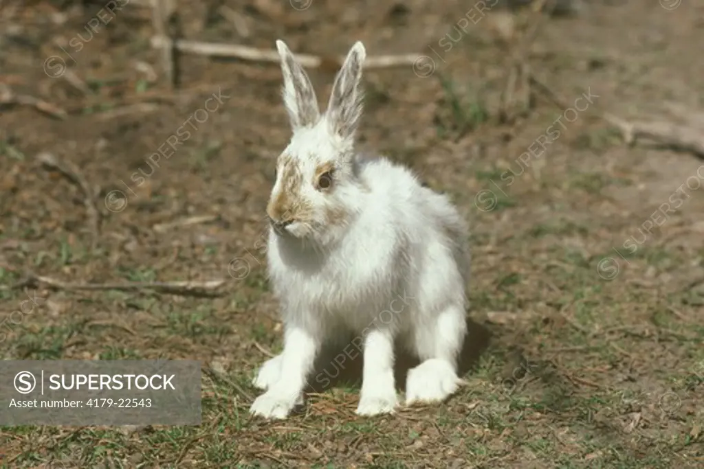 Snowshoe Hare Changing from Winter White to Summer Brown