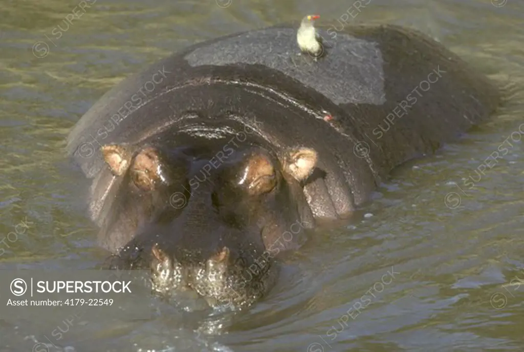 Hippopotamus (Hippopotamus amphibius) Mara, Kenya