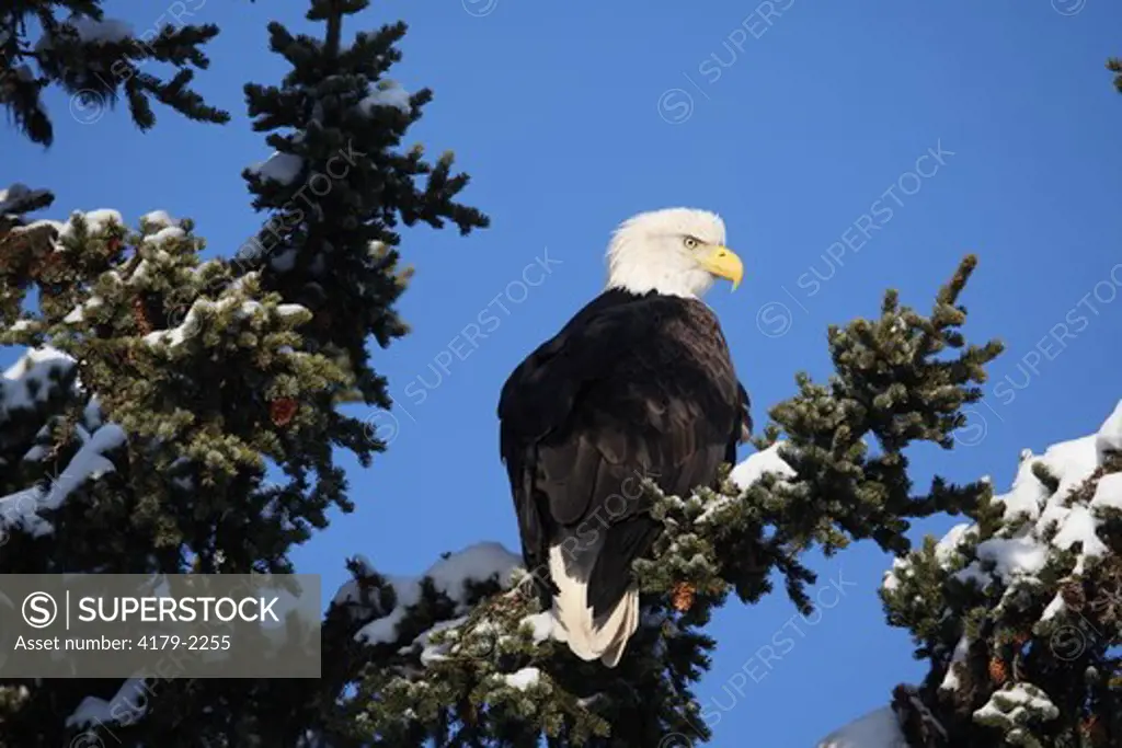 Bald Eagle (Haliaeetus leucocephalus) on tree in Kenai Penninsula, Alaska