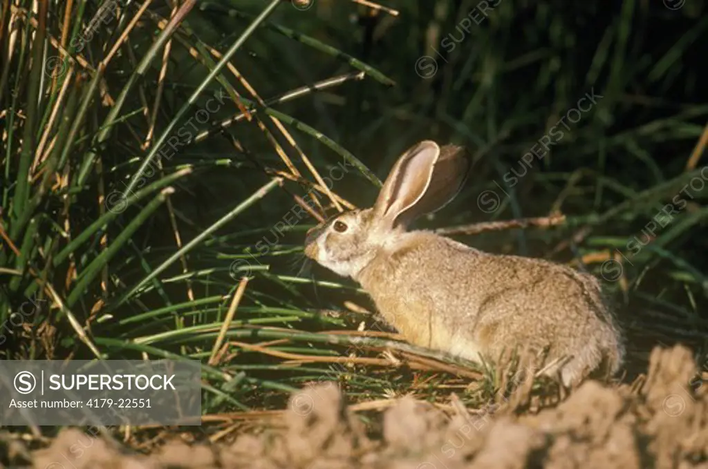 Indian Hare (Lepus nigricollis) Ranthambor, India
