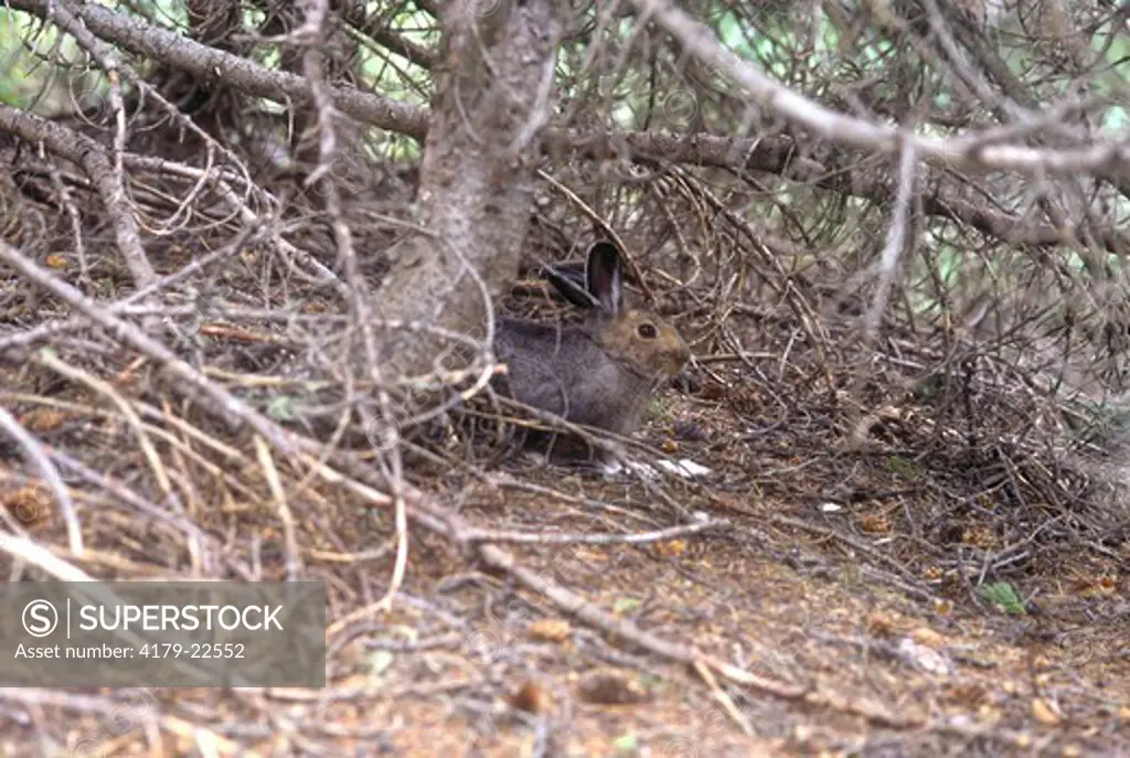Snowshoe Hare (Lepus americanus), Rocky Mountain NP, Colorado