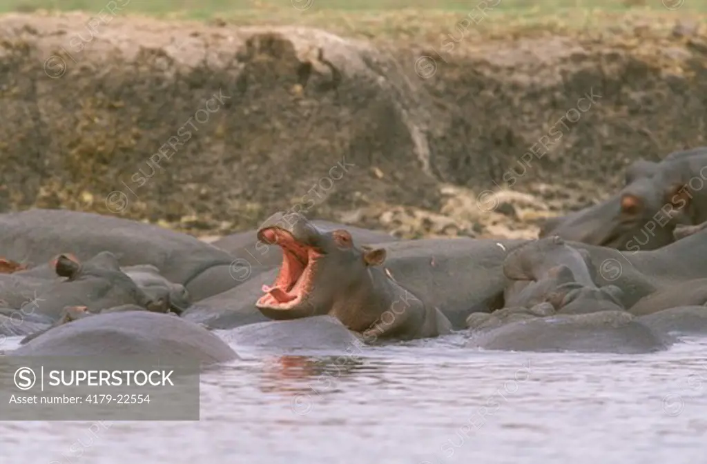 Hippopotamus (H. amphibius) Chobe NP, Botswana