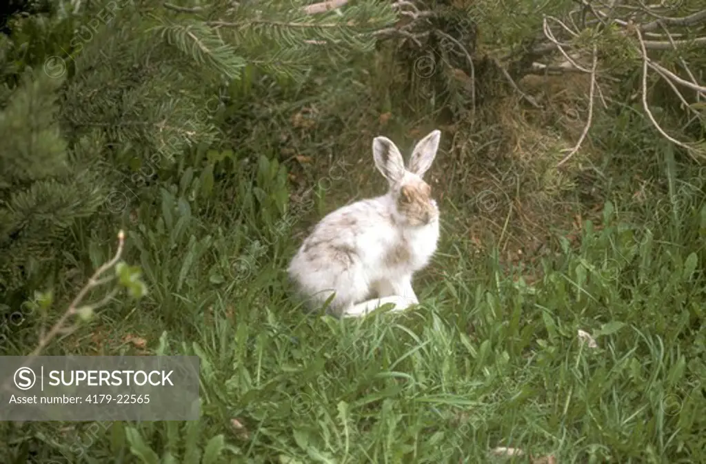 Snowshoe Hare White to Brown
