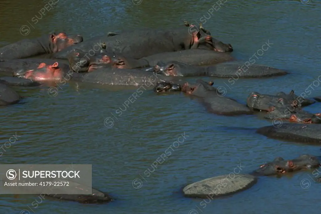 Hippopotamus Group (H. amphibius), Maasai Mara NR, Kenya