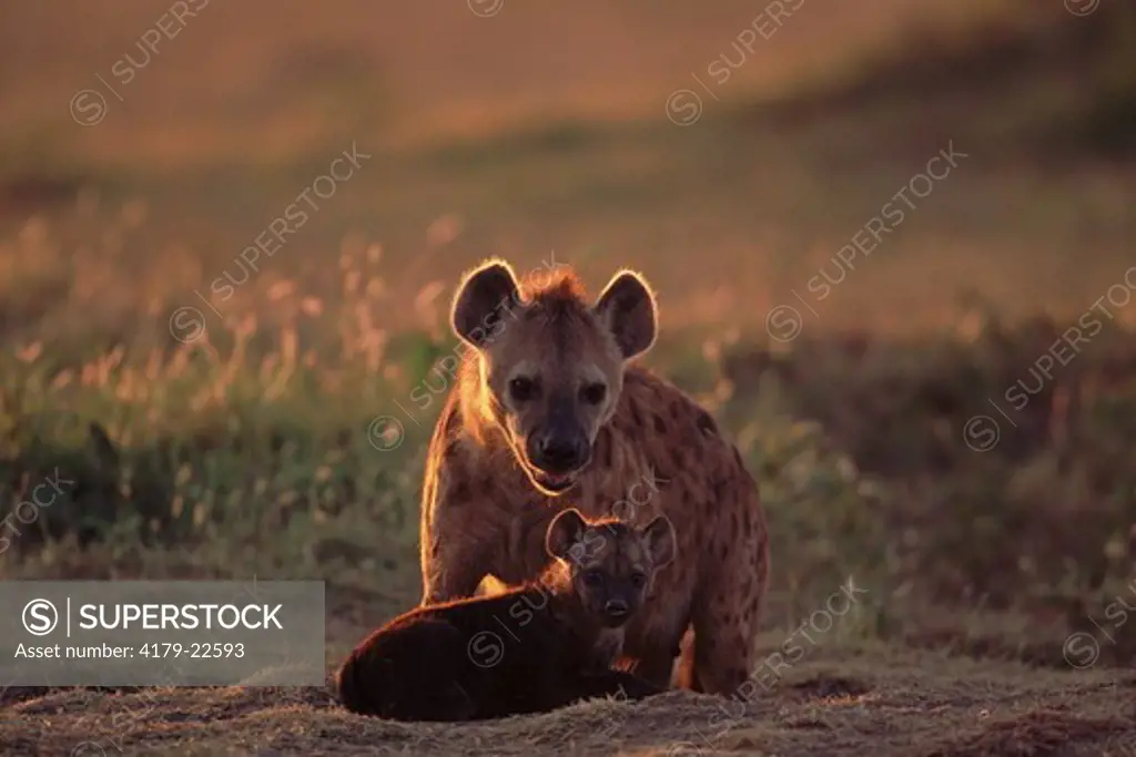 Female Spotted Hyena with young (Crocuta crocuta) Maasai Mara National Reserve, Kenya