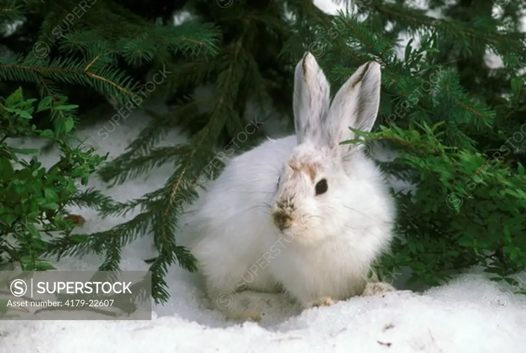 Snowshoe hare against greenery in winter (Lepus americanus)