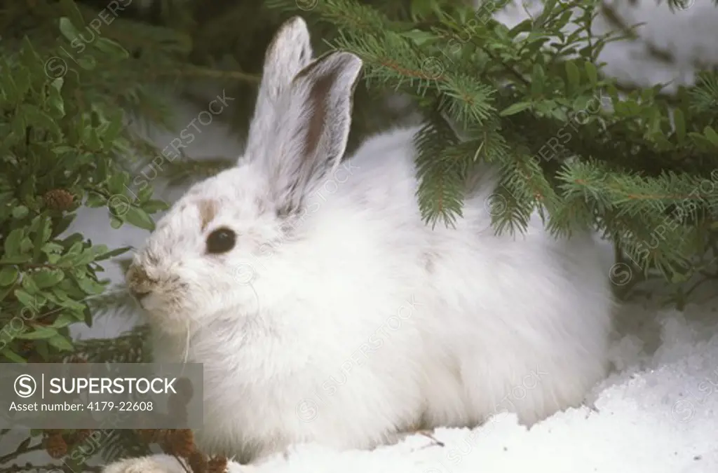 Snowshoe hare against greenery in winter (Lepus americanus)