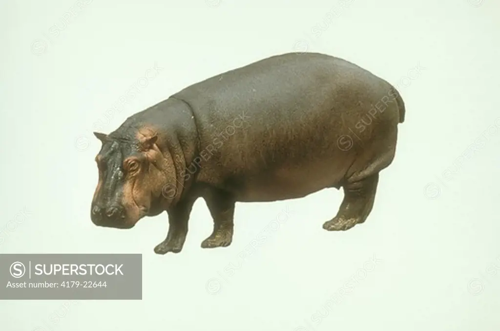 Hippopotamus, digitally silhouetted