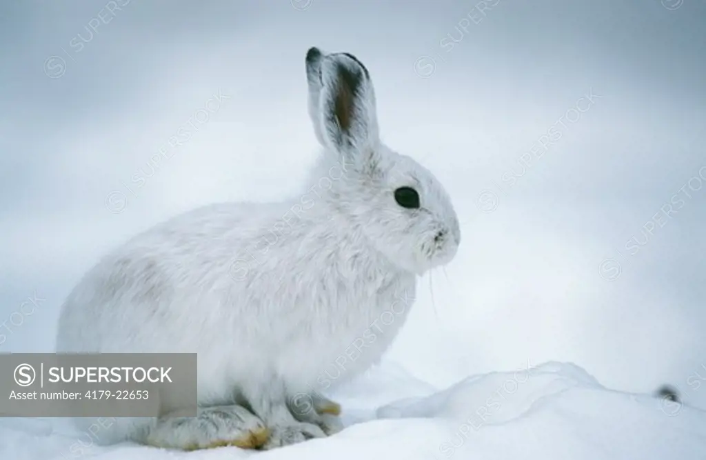 Snowshoe Hare (Lepus americanus) Canada, NW USA