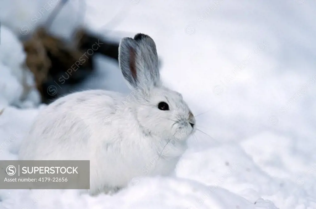 Snowshoe Hare (Lepus americanus) Canada, N W USA,