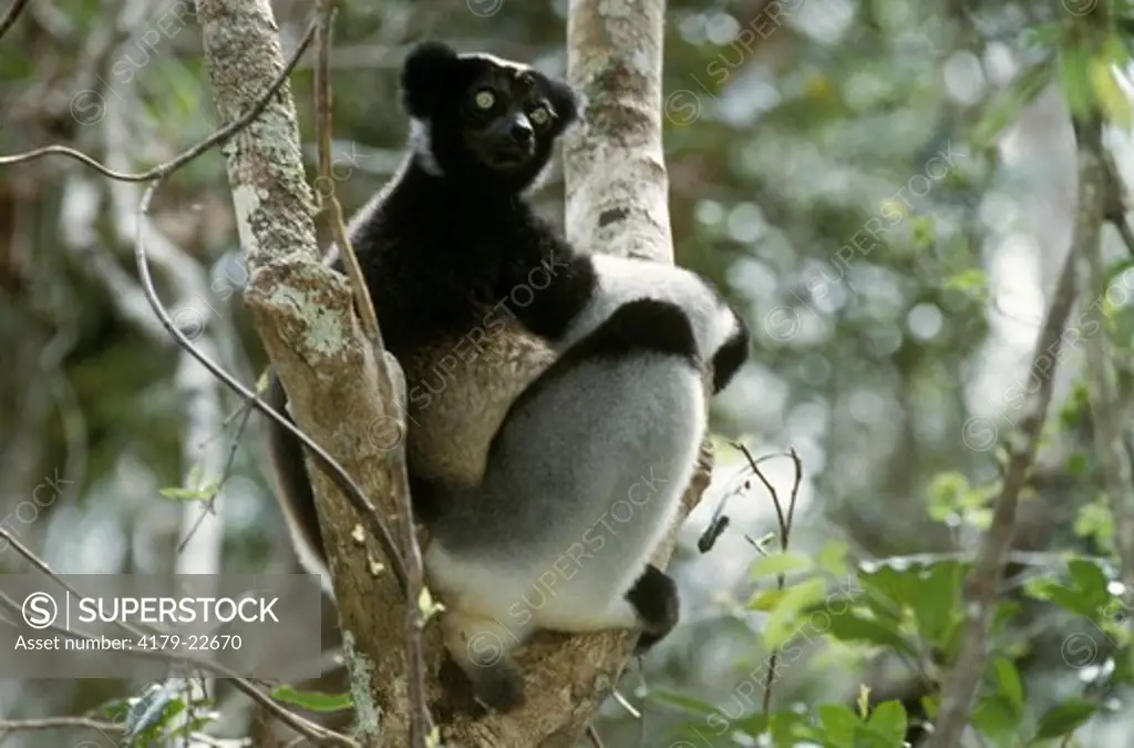 Indri (Indri Indri) Perinet/Andasibe  Madagascar