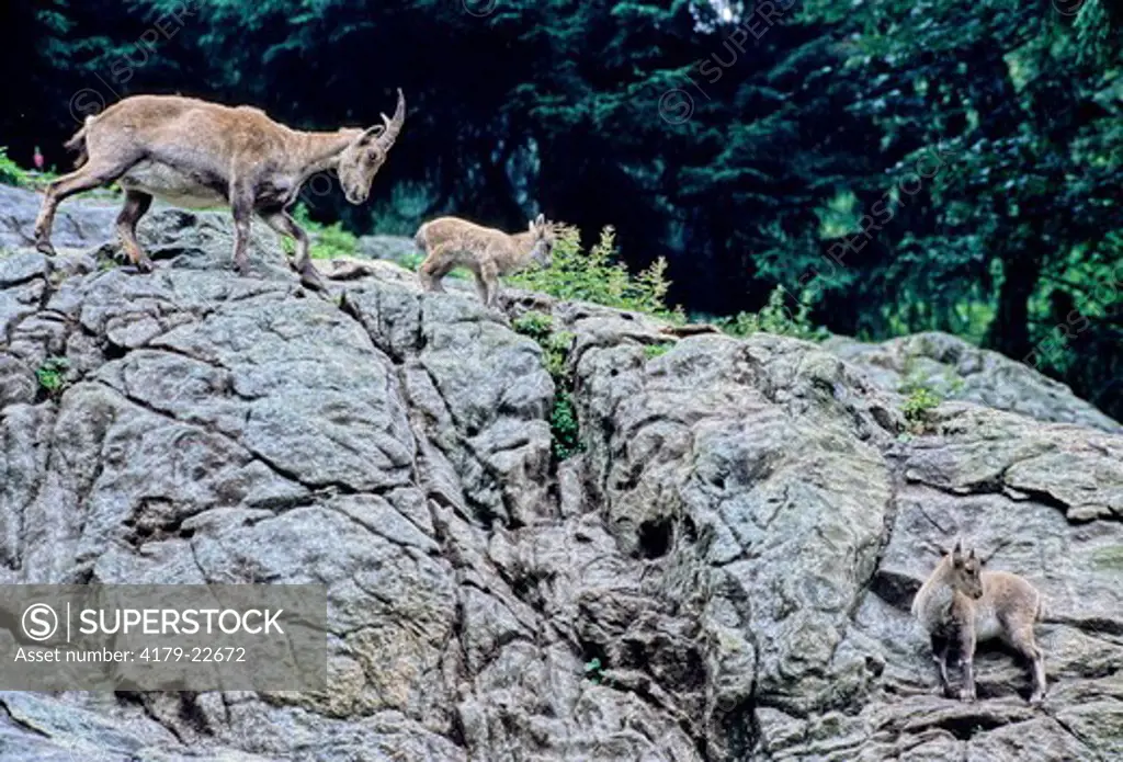 Alpine Ibex (Capra Ibex) Mother And Kids, Black Forest, Germany