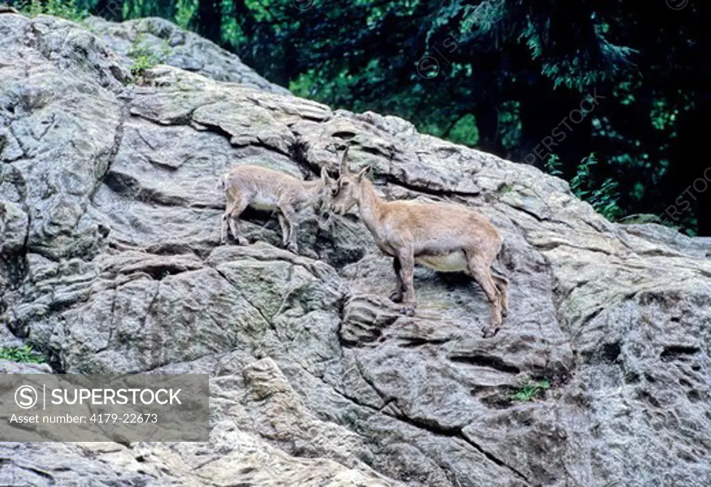 Alpine Ibex (Capra Ibex) Mother And Kid, Black Forest, Germany
