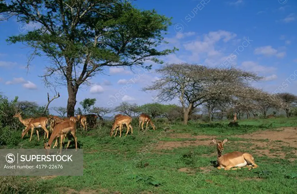 Impala Herd feeding (Aepyceros melampus), Hlunluwe Umfolozi Park, KwaZulu Natal, RSA