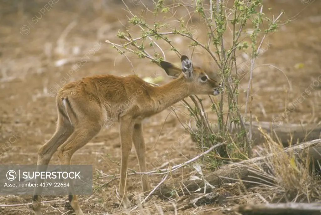 Impala Calf (Aepyceros melampus), Samburu GR, Kenya