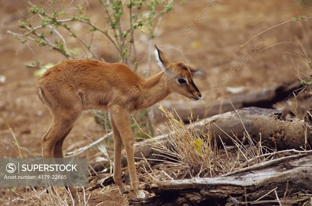 Impala Calf (Aepyceros melampus), Samburu GR, Kenya