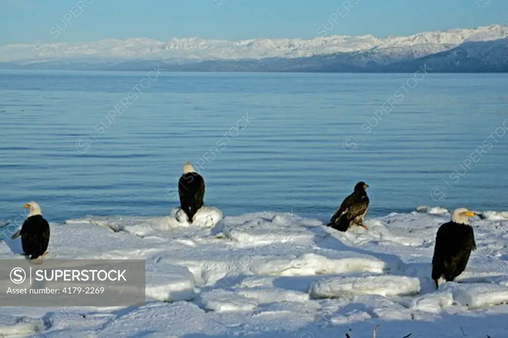 Bald Eagles (Haliaeetus leucocephalus) on ice flows.  Homer, AK.