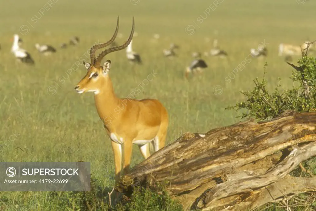 Impala Buck (Aepyceros melampus), Masai Mara GR, Kenya