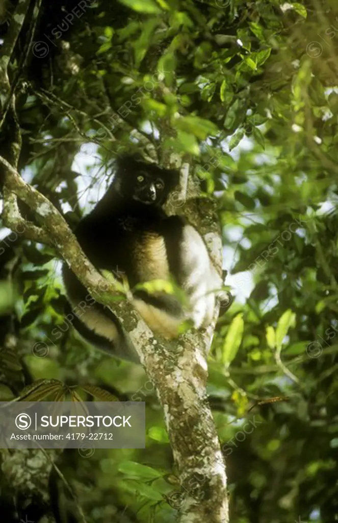 Indri (I. indri), a large Lemur, Perinet, Madagascar