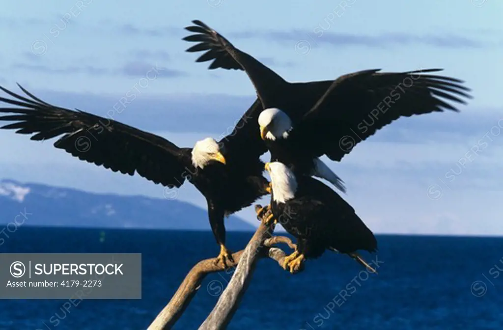Bald Eagle Group Haliaeetus Homer - Alaska