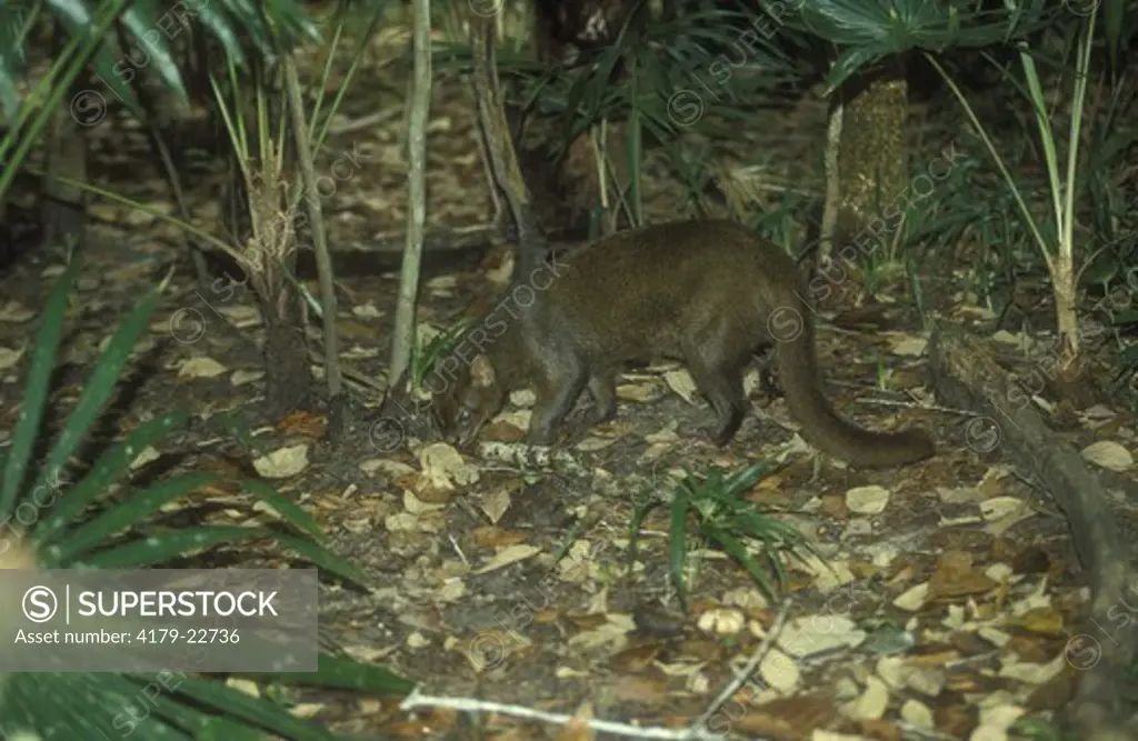 Jaguarundi (Felis yagouaroundi) Belize/Central America