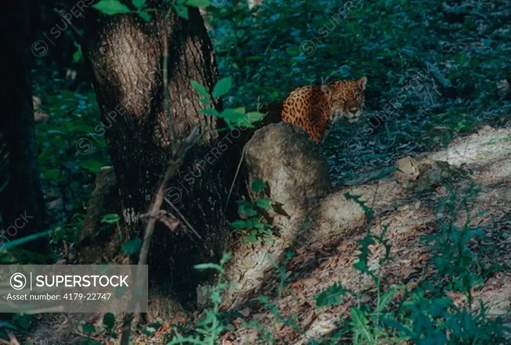 Jaguar (Panthera Onca), Central And South-America