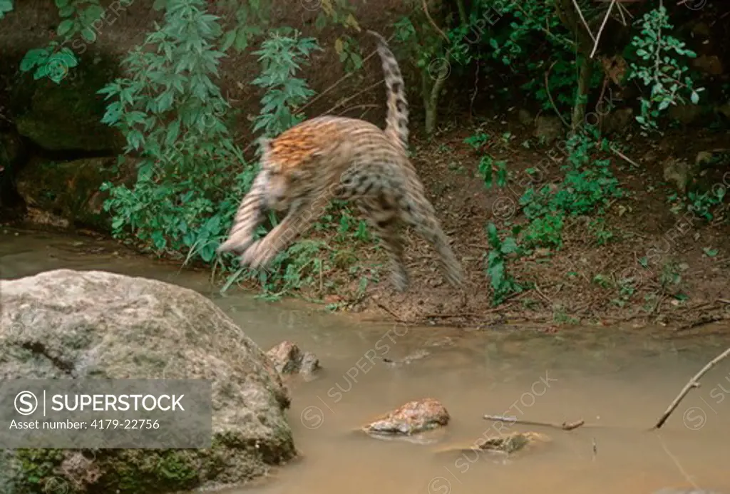 Jumping Jaguar (Panthera Onca), Central And South-America