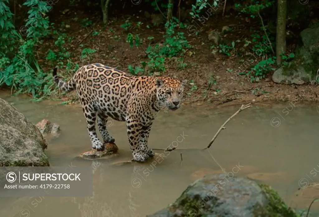 Jaguar (Panthera Onca), Central And South-America