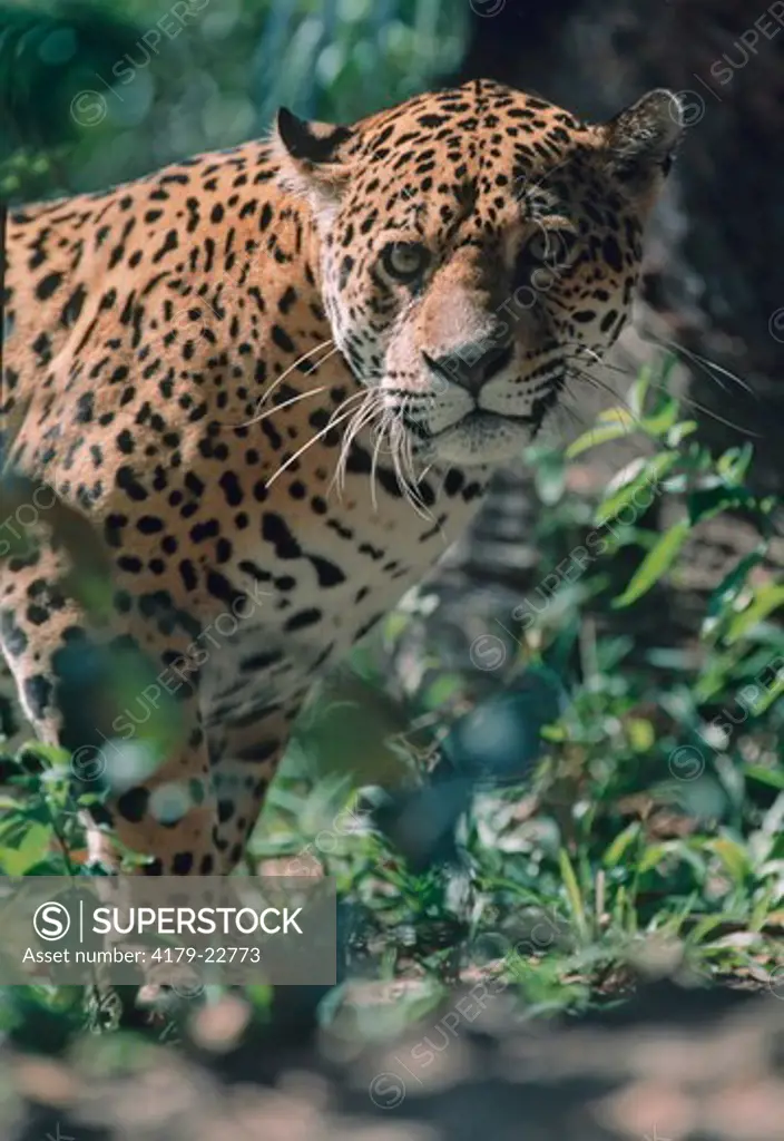 Jaguar (Panthera Onca), Belize, Central America