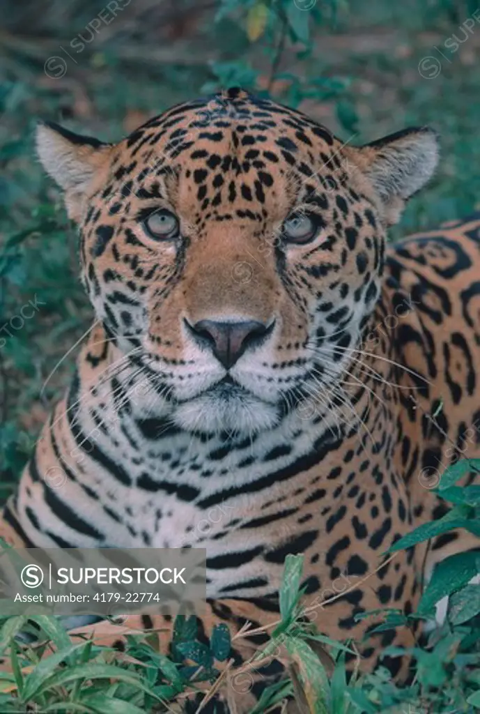 Jaguar (Panthera Onca), Belize, Central America