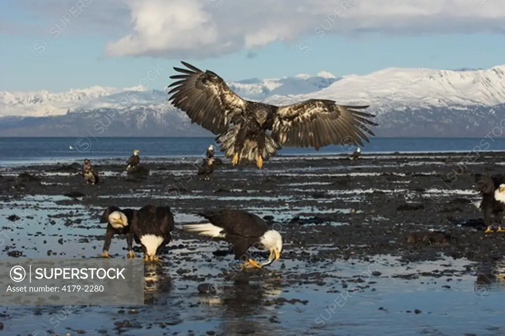 Bald Eagle (Haliaeetus leucocephalus) eagles on beach, feeding, landing on beach, Homer, Alaska, 3/27/06, Digital Capture