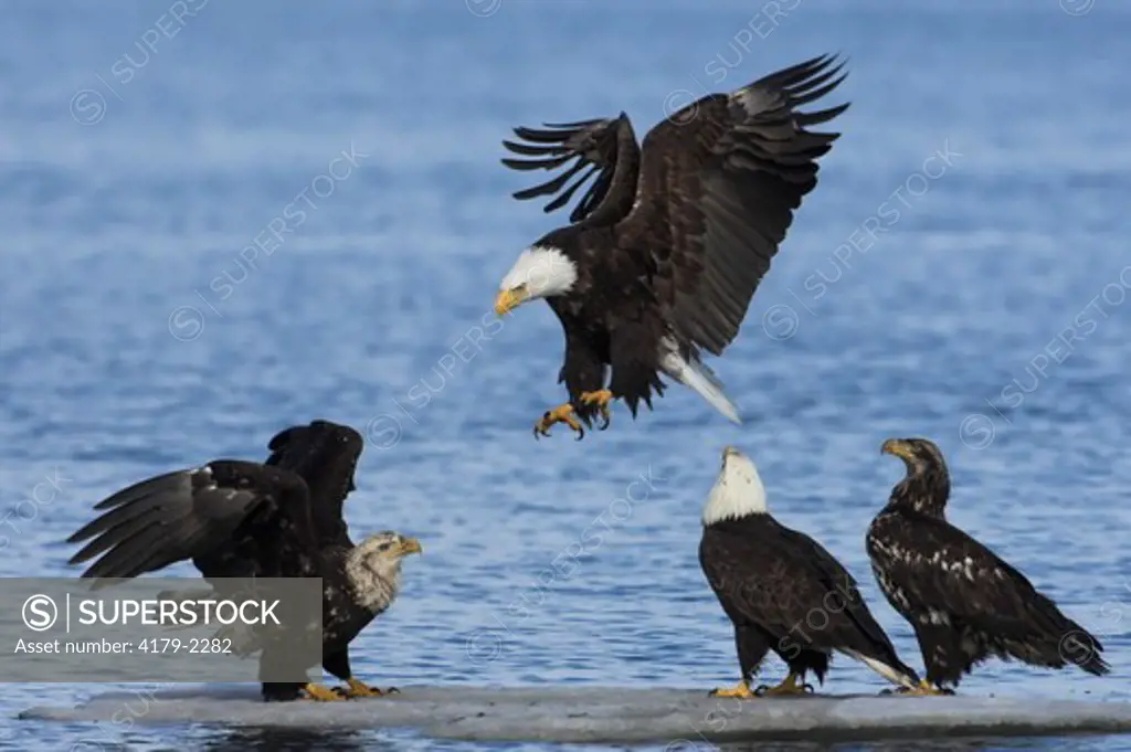 Bald Eagle (Haliaeetus leucocephalus) immature, juvenile, and adult eagles on ice flow, in flight, landing, Homer, Alaska, 3/27/06, Digital Capture