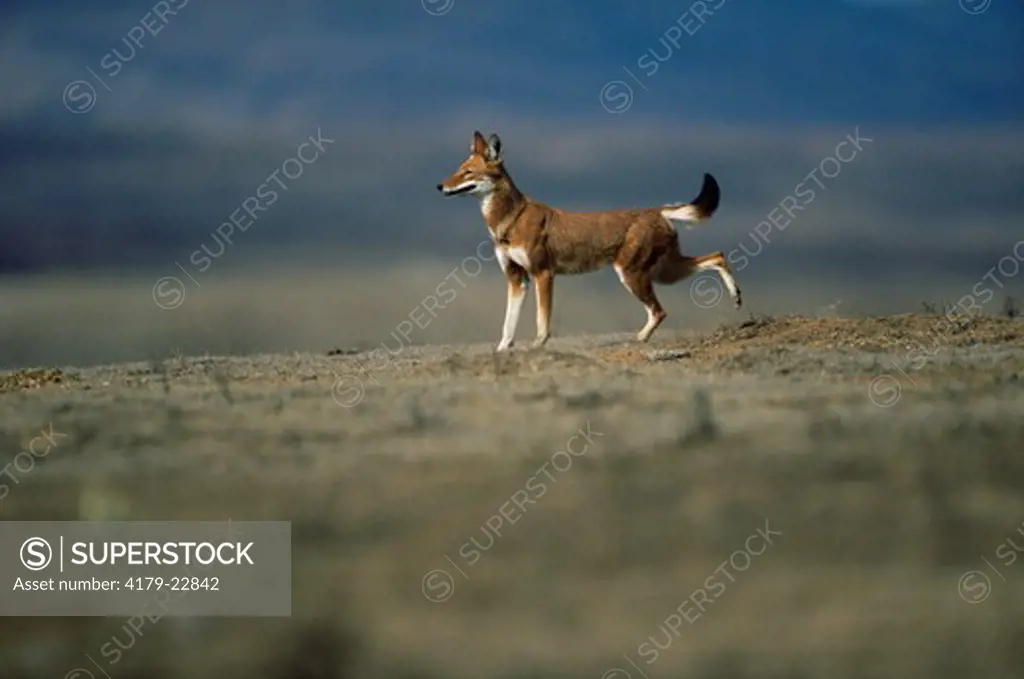 Simien Jackal / Ethiopian Wolf marking territory by scraping (Canis simensis) Bale Mountains, Bale National Park, Ethiopia