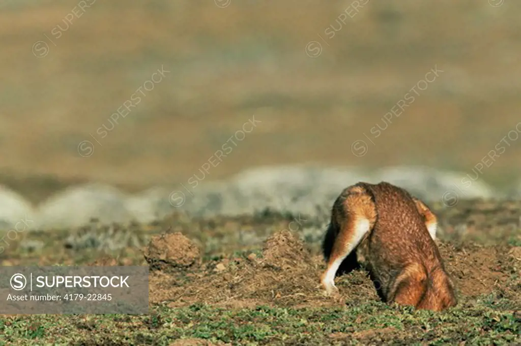 Simien Jackal / Ethiopian Wolf digging out rodent prey (Canis simensis) Bale Mountains, Bale National Park, Ethiopia